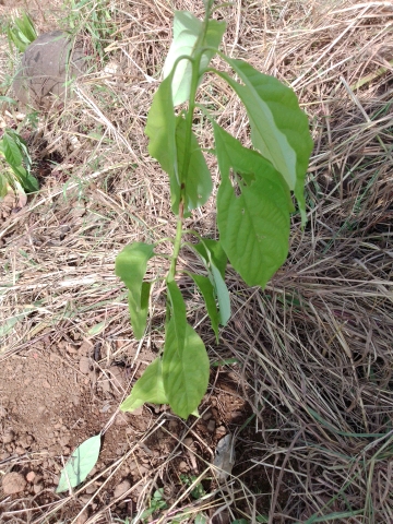 tree