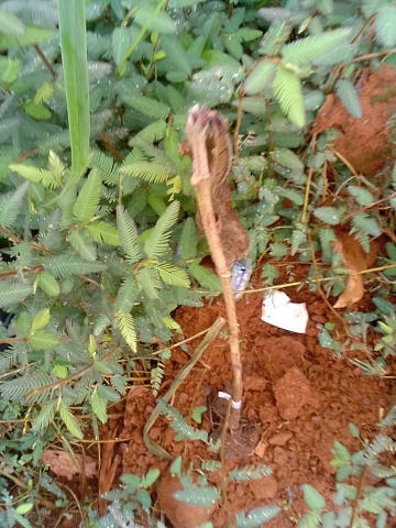 tree
