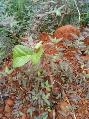 tree