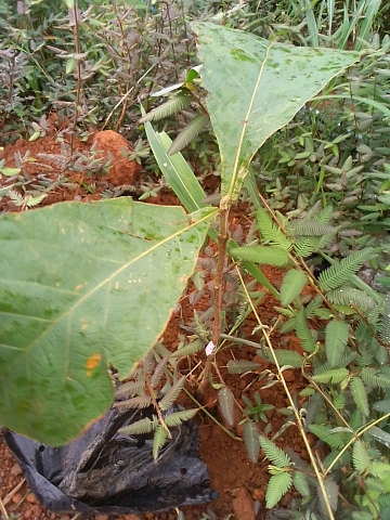tree