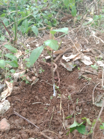 tree