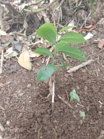tree