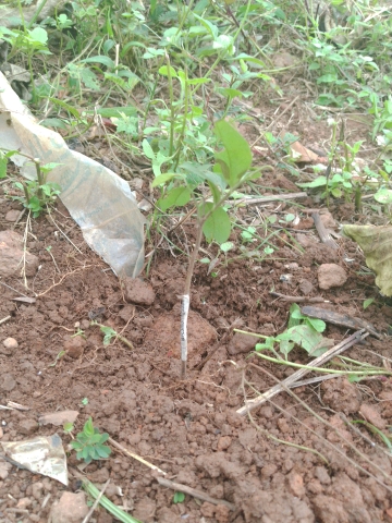 tree