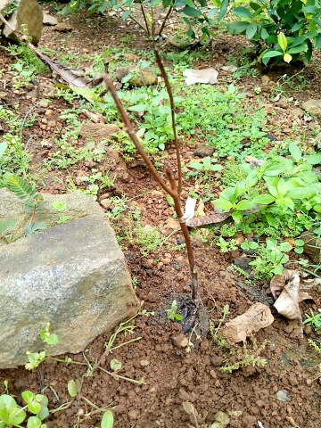 tree