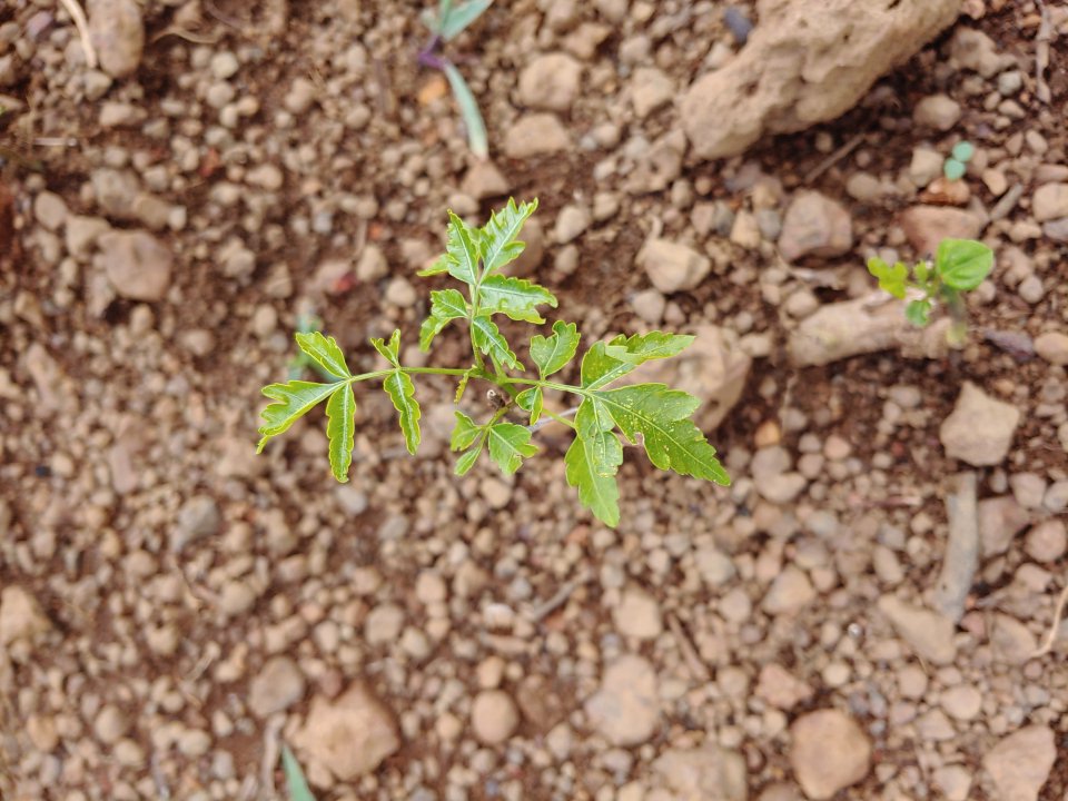 tree