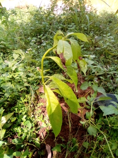 tree