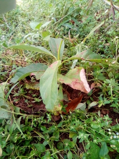 tree