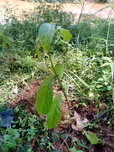 tree