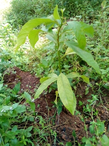 tree