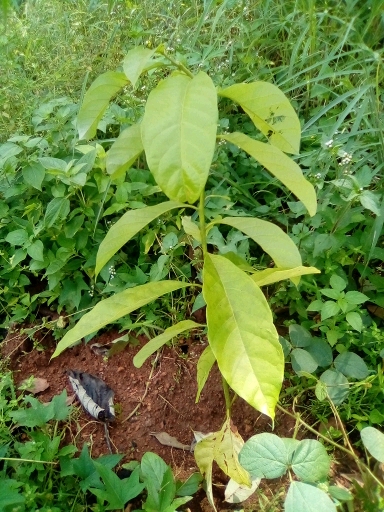 tree