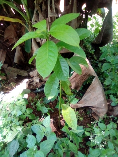 tree