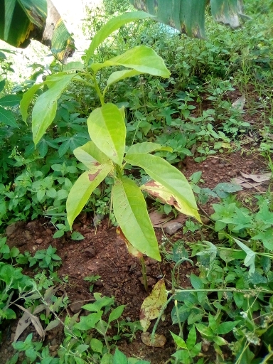 tree