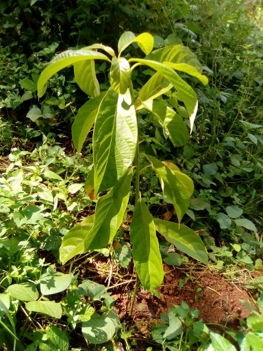 tree