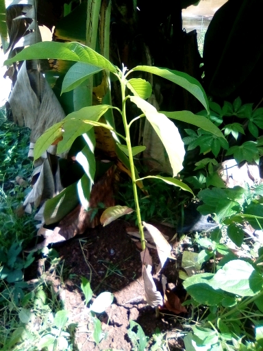 tree