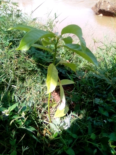 tree