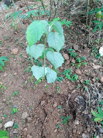 tree