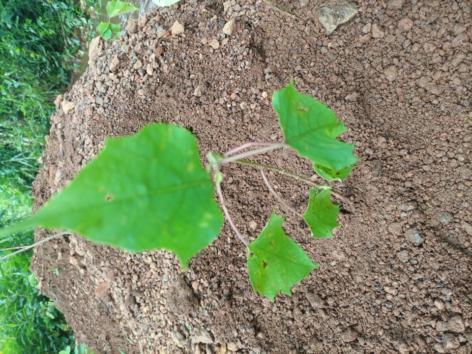 tree
