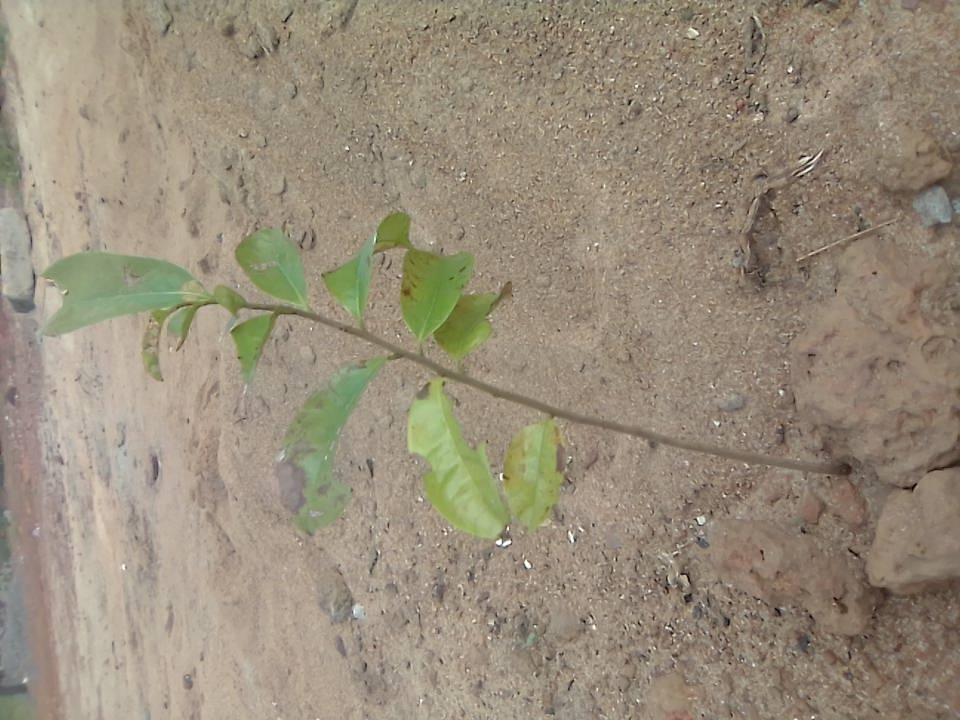 tree