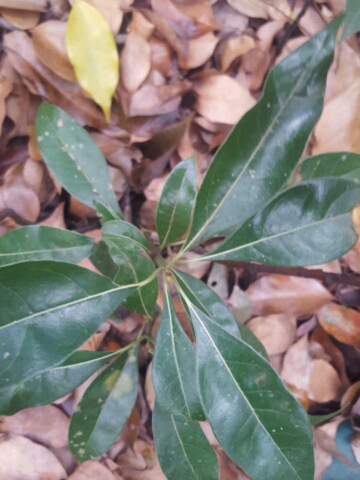 tree