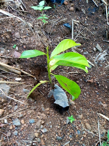 tree