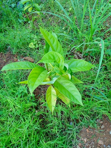 tree