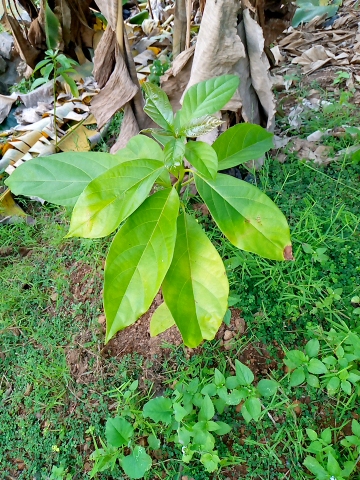 tree