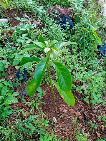 tree