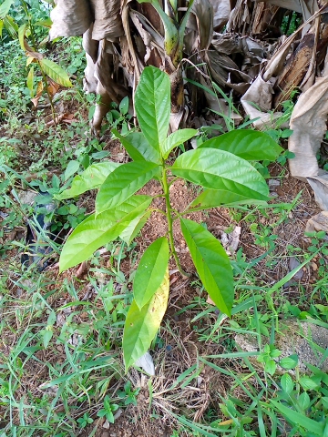 tree