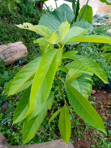 tree