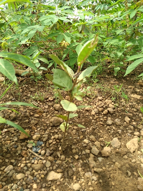 tree