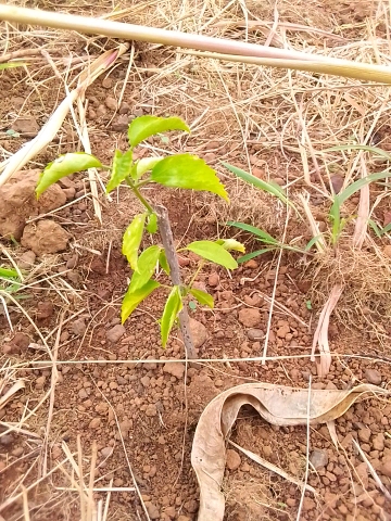 tree