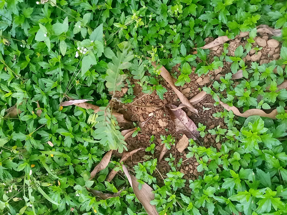 tree
