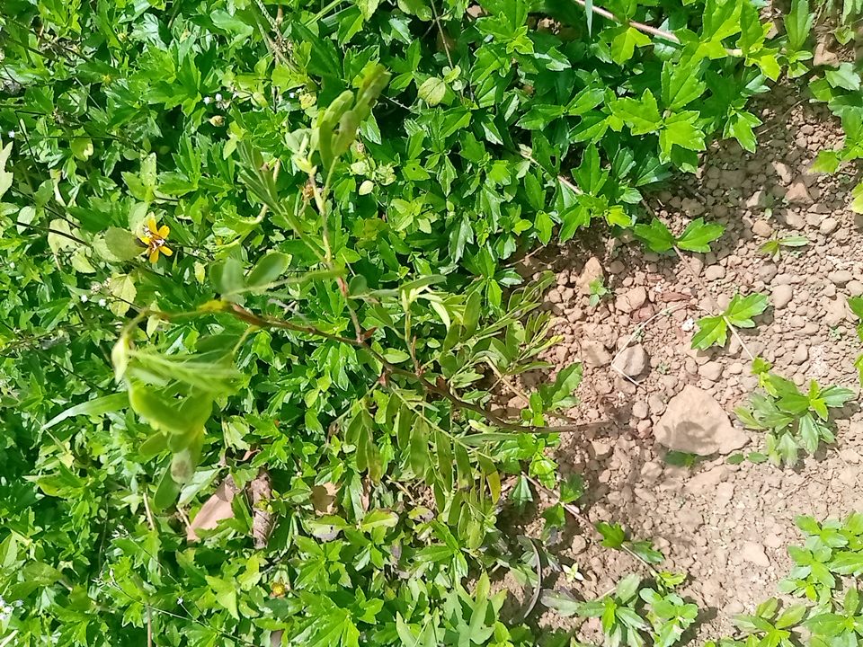tree