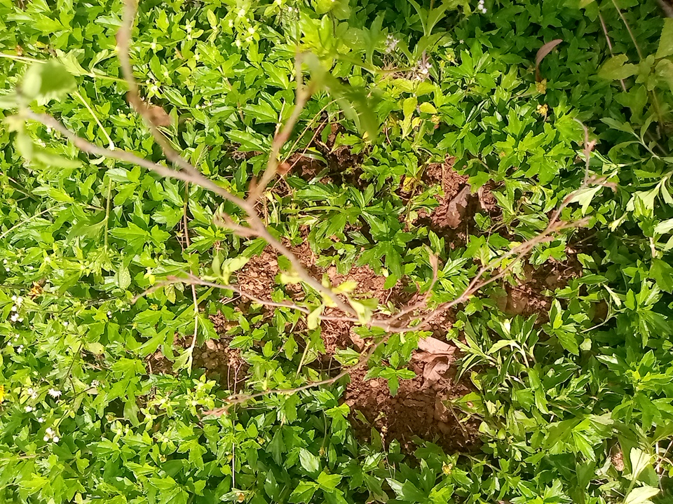 tree