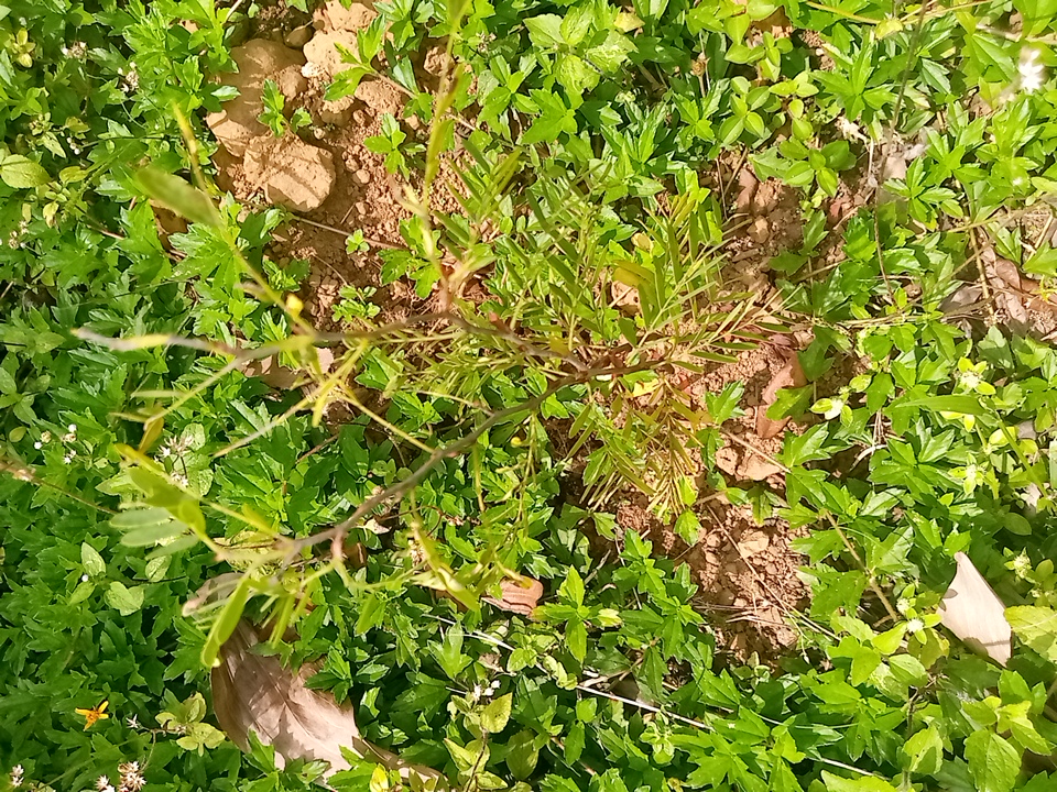 tree