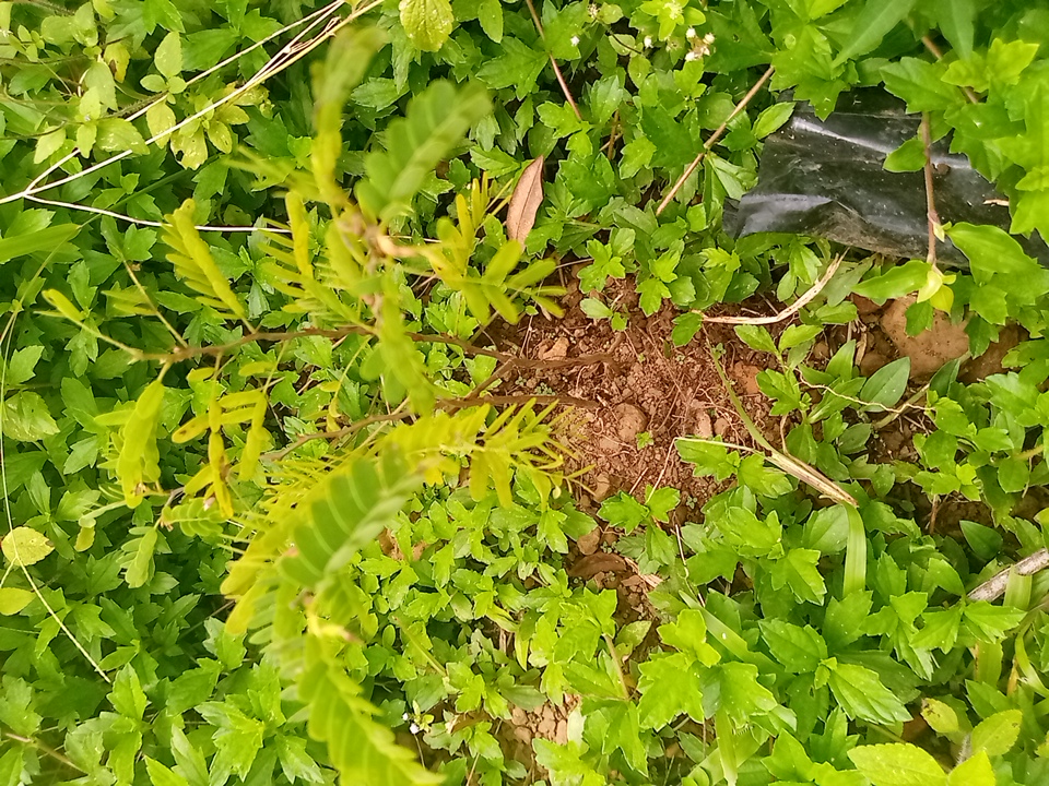 tree