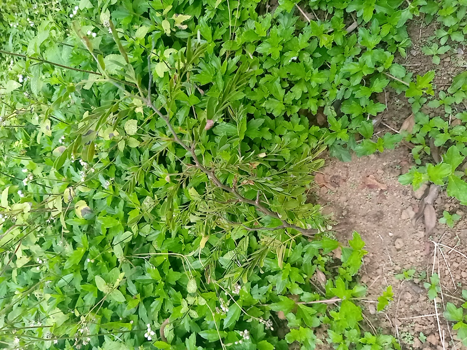tree