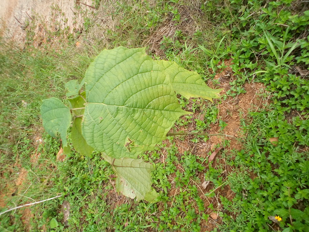 tree