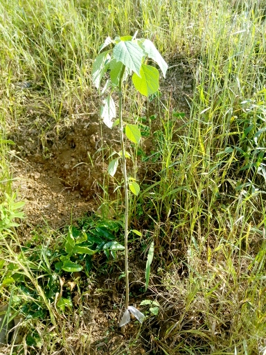 tree