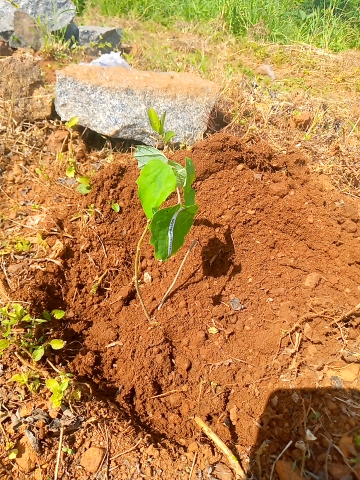 tree