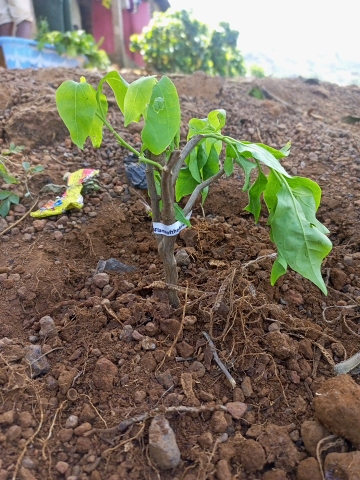 tree