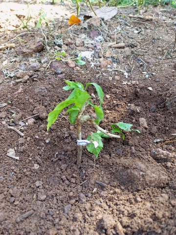 tree