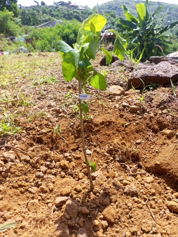 tree