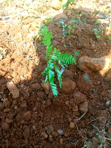 tree