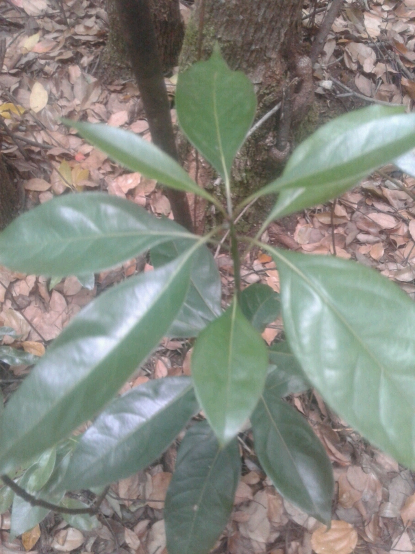 tree
