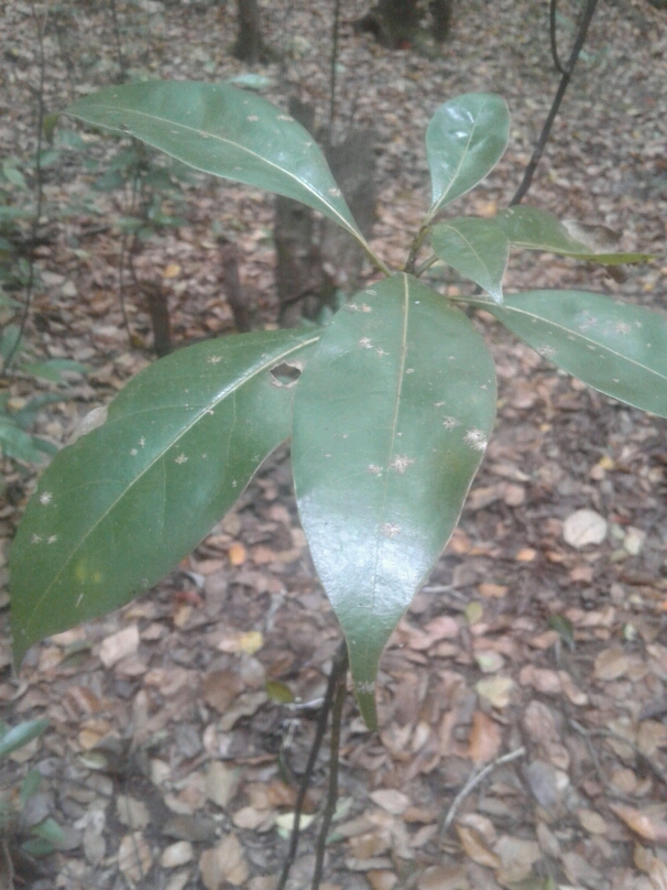 tree
