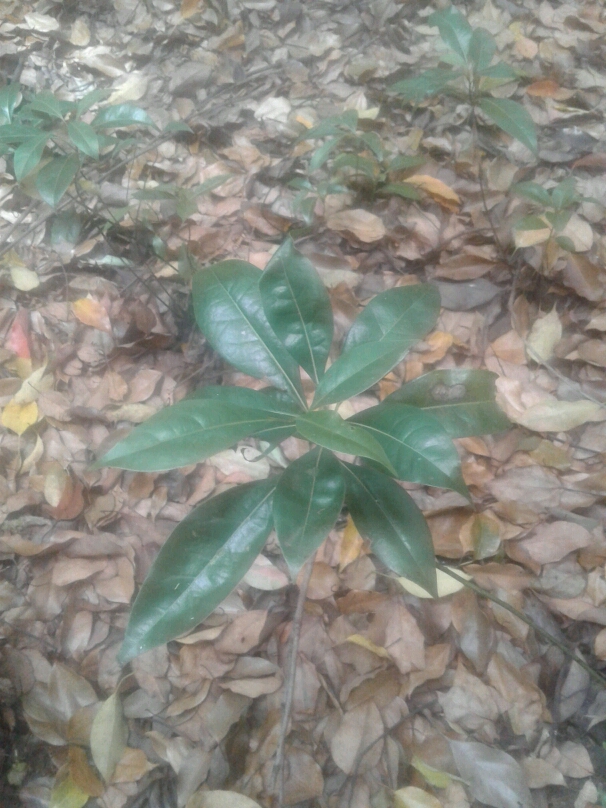 tree
