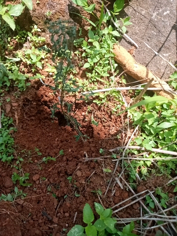 tree