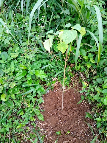 tree