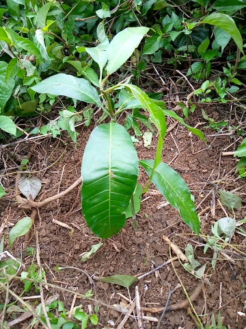 tree